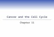 Cancer and the Cell Cycle Chapter 11. Central Points (1)  Cancer involves uncontrolled cell division  Mutations in certain types of genes may lead to