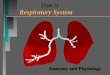 Anatomy and Physiology Respiratory System [Tab 2] Respiratory System