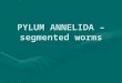 PYLUM ANNELIDA – segmented worms. Annelids Representative species – common earthwormRepresentative species – common earthworm Have a coelom – fluid filled