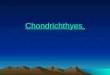 Chondrichthyes. HolocephaliHolocephali:Chimera Holocephali Chimaeras are cartilaginous fish in the order Chimaeriformes. They are related to the sharks