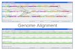 Genome Alignment. Alignment Methods Needleman-Wunsch (global) and Smith- Waterman (local) use dynamic programming Guaranteed to find an optimal alignment