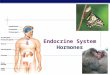 AP Biology 2006-2007 Endocrine System Hormones. AP Biology Regulation  Why are hormones needed?  chemical messages from one body part to another  communication