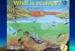 What is ecology? Ecology- watch the video Ecology Ecology = scientific study of the interactions among organisms and between organisms and their environment