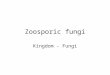 Zoosporic fungi Kingdom - Fungi. Zoospores Motile asexual spores = zoospores No cell wall, one or two flagella Flagella – long slender structures extending