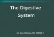 By: Jama Willbanks, MS, NREMT-P The Digestive System