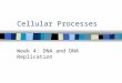 Cellular Processes Week 4: DNA and DNA Replication