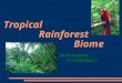 Tropical Rainforest Biome Jacob Lapierre 11/11/08 Blue 1
