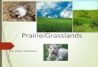 Prairie/Grasslands Ana, Robert, and Brianna. Where is ecosystem located?  Canada to Texas  Prairies are in North America, Europe, Asia,  South America,