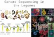 Genome Sequencing in the Legumes Le et al. 2007. Phylogeny Major sequencing efforts Minor sequencing efforts ~14 MY ~45 MY