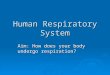 Human Respiratory System Aim: How does your body undergo respiration?