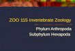 ZOO 115 Invertebrate Zoology Phylum Arthropoda Subphylum Hexapoda