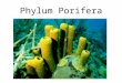 Phylum Porifera. Means “pore-bearer” Asymmetry…no definite shape Sessile as adults Includes sponges…not very complex (no tissues/organs/systems) Life