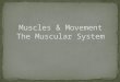 What is the major function of the muscles? Movement – walking, running, etc. Digest Food Pumps blood throughout your body Provide stability Movement of