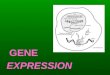 GENE EXPRESSION. What is DNA Replication? DNA Replication – the process of creating copies of DNA molecules Why is DNA Repliction SEMI CONSERVATIVE? –DNA