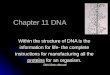 Chapter 11 DNA Within the structure of DNA is the information for life- the complete instructions for manufacturing all the proteins for an organism. DNA
