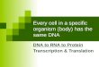 Every cell in a specific organism (body) has the same DNA DNA to RNA to Protein Transcription & Translation