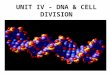UNIT IV - DNA & CELL DIVISION. I. INTRODUCTION TO DNA ________________ – All of an organism’s DNA; must be copied prior to cell division __________________