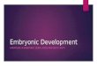 Embryonic Development VARIATIONS IN EMBRYONIC GERM LAYERS AND BODY CAVITY