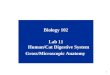 1 Biology 102 Lab 11 Human/Cat Digestive System Gross/Microscopic Anatomy