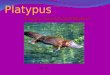 Platypus Floppy, Swimming Platypus By: AC. Introduction The scientific name of a platypus is orrithorhynchus anatinas semiaquohc mammal. They are endangered