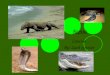 Reptile Caution By: Zach Spencer. Lizards Biggest: Komodo Dragon Smallest: Tokay Gecko Poisonous: Gila Monster Safest: Leopard Gecko Fun Facts: Lizards