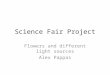 Science Fair Project Flowers and different light sources Alex Pappas