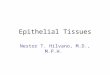 Epithelial Tissues Nestor T. Hilvano, M.D., M.P.H