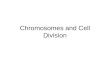 Chromosomes and Cell Division. Chromosomes Visible only during cell division. Most condensed form of DNA. –DNA double helix tightly coiled around proteins