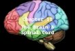 Chapter 11 The Brain & Spinal Cord. Introduction Brain & s.c. comprise the CNS Brain is protected by cranium & meninges – Consists of 3 layers: 1. dura