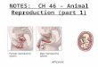 NOTES: CH 46 – Animal Reproduction (part 1). MALE REPRODUCTIVE SYSTEM Functions: 1)Produce sperm; 2)Deliver sperm to female repro. tract; 3)Produce