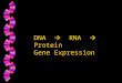 1 DNA  RNA  Protein Gene Expression What is the central dogma in biology? RNA transcription RNA translation Pathways followed Differences btwn eukaryotic