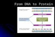 From DNA to Protein. Transcription Translation The Genetic Code