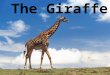The Giraffe. What is Special about giraffes? Both male and female have horns The giraffe has the longest tail of any land mammal. They can be 8 feet long
