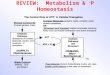 REVIEW: Metabolism & ~ P Homeostasis. The Measurement of Metabolism We obviously cannot exactly measure the sum of all chemical reactions in the body!