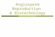 Angiosperm Reproduction & Biotechnology. Alternation of Generations (Revisited)  The life cycle of angiosperms and other plants are characterized by