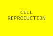 CELL REPRODUCTION. WHY DO CELLS DIVIDE? TO CREATE NEW CELLS TO REPLACE DEAD CELLS TO ALLOW GROWTH TO REPAIR DAMAGED OR INJURED CELLS