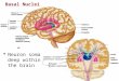 Basal Nuclei  Neuron soma deep within the brain Caudate nucleus Lentiform nucleus Putamen Globus pallidus