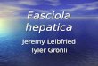 Fasciola hepatica Jeremy Leibfried Tyler Gronli. Introduction Phylum: Platyhelminthes Phylum: Platyhelminthes Flat worm Flat worm Liver fluke Liver fluke