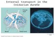 Internal transport in the Cnidarian Aurelia. Open and Closed Circulatory Systems