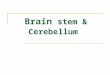 Brain stem & Cerebellum. The brain Telencephalon Diencephalon Cerebellum Brain stem