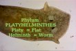Phylum PLATYHELMINTHES Platy = Flat Helminth = Worm