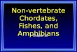 Non-vertebrate Chordates, Fishes, and Amphibians Chapter 30
