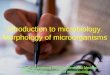 Introduction to microbiology. Morphology of microorganisms Vinnitsa National Pirogov Memorial Medical University/ Department of microbiology