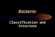 Bacteria: Classification and Structure. What are the 6 Kingdoms? Archaebacteria Eubacteria Protists Fungi Plants Animals