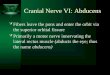 Cranial Nerve VI: Abducens  Fibers leave the pons and enter the orbit via the superior orbital fissure  Primarily a motor nerve innervating the lateral