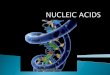 B4 - analyse the structure and function of nucleic acids  Recognize structural diagrams of: DNA, RNA, ATP  List the functions of DNA and RNA  Describe