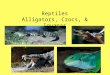 Reptiles Alligators, Crocs, & Iguanas. American Alligators -Will go through 2,000 to 3,000 teeth in a lifetime! -They have originally 74-78 teeth that