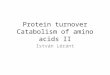 Protein turnover Catabolism of amino acids II István Léránt