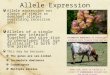 Allele Expression Allele expression not always as simple as dominant alleles overriding recessive ones. Alleles of a single gene may interact together