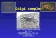 Golgi complex BIOLOGY, Faculty of Medicine and Dentistry 2014. 10. 06. László KŐHIDAI, PhD., Assoc. Prof. Department of Genetics, Cell- and Immunobiology